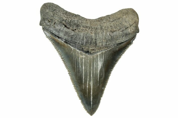 Serrated, Juvenile Megalodon Tooth - South Carolina #324310
